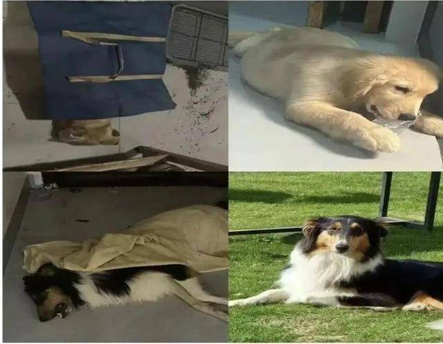 意大利甲组联赛 _广西一小区有人高空抛食毒死多条宠物狗意大利甲组联赛 ，居民悬赏万元寻线索，警方已立案调查