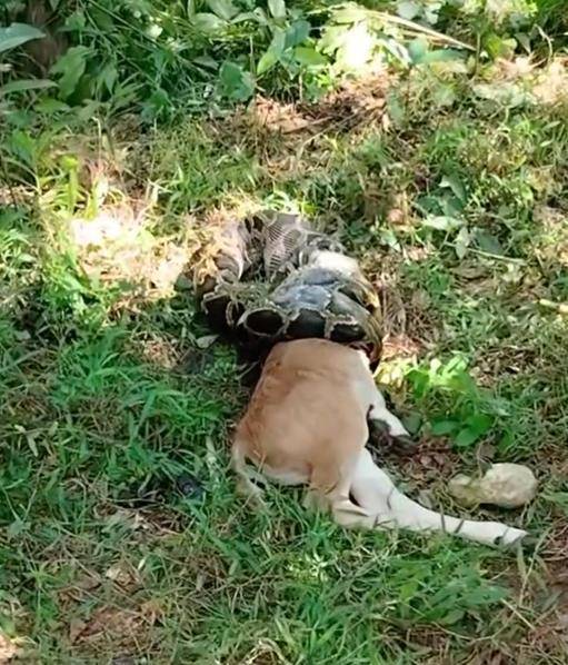 皇冠皇冠平台_广东汕尾一条蟒蛇吞食牛犊皇冠皇冠平台,当地:属保护动物,已放生